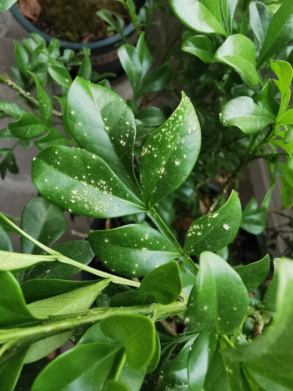 米兰花的【藻斑病】 防治方法:加强栽培管理,要注意通风和光照,合理的