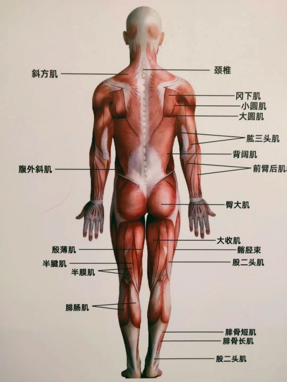 全身肌肉分布图解