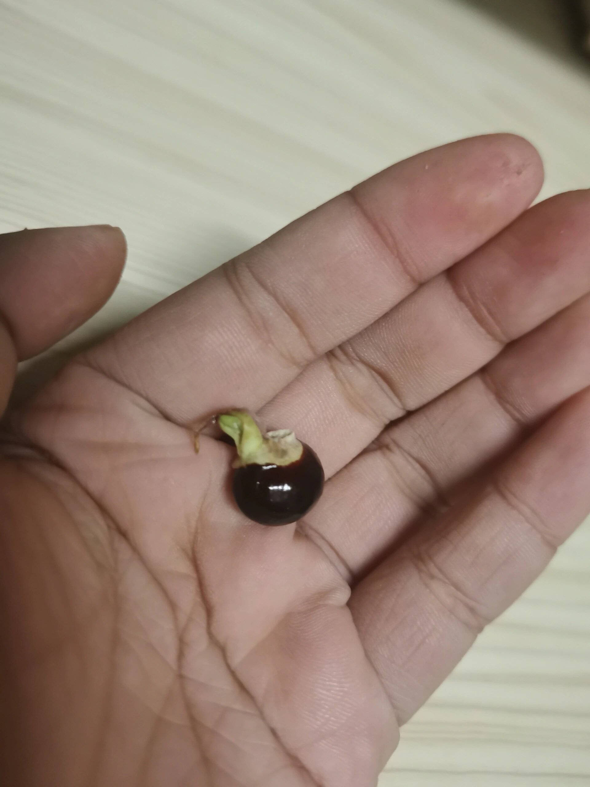 吃的龙眼里面发芽了是正常的吗
