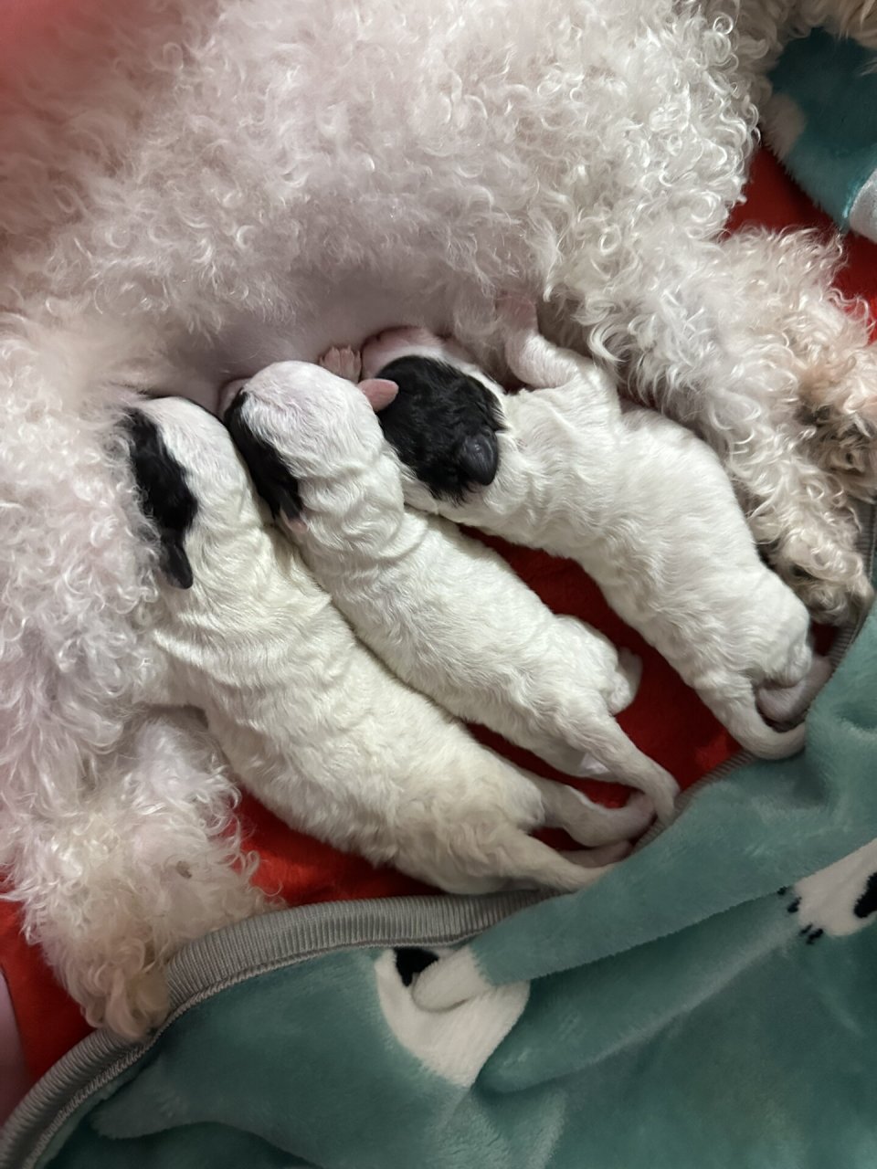 分享第一次家庭繁育茶杯灰白花泰迪(二) 上回说到茶杯灰泰迪98布丁