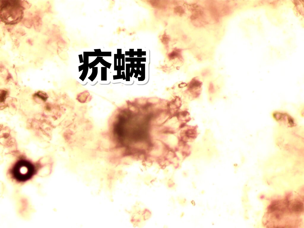 显微镜下的犬猫耳螨,寄生虫虫卵等