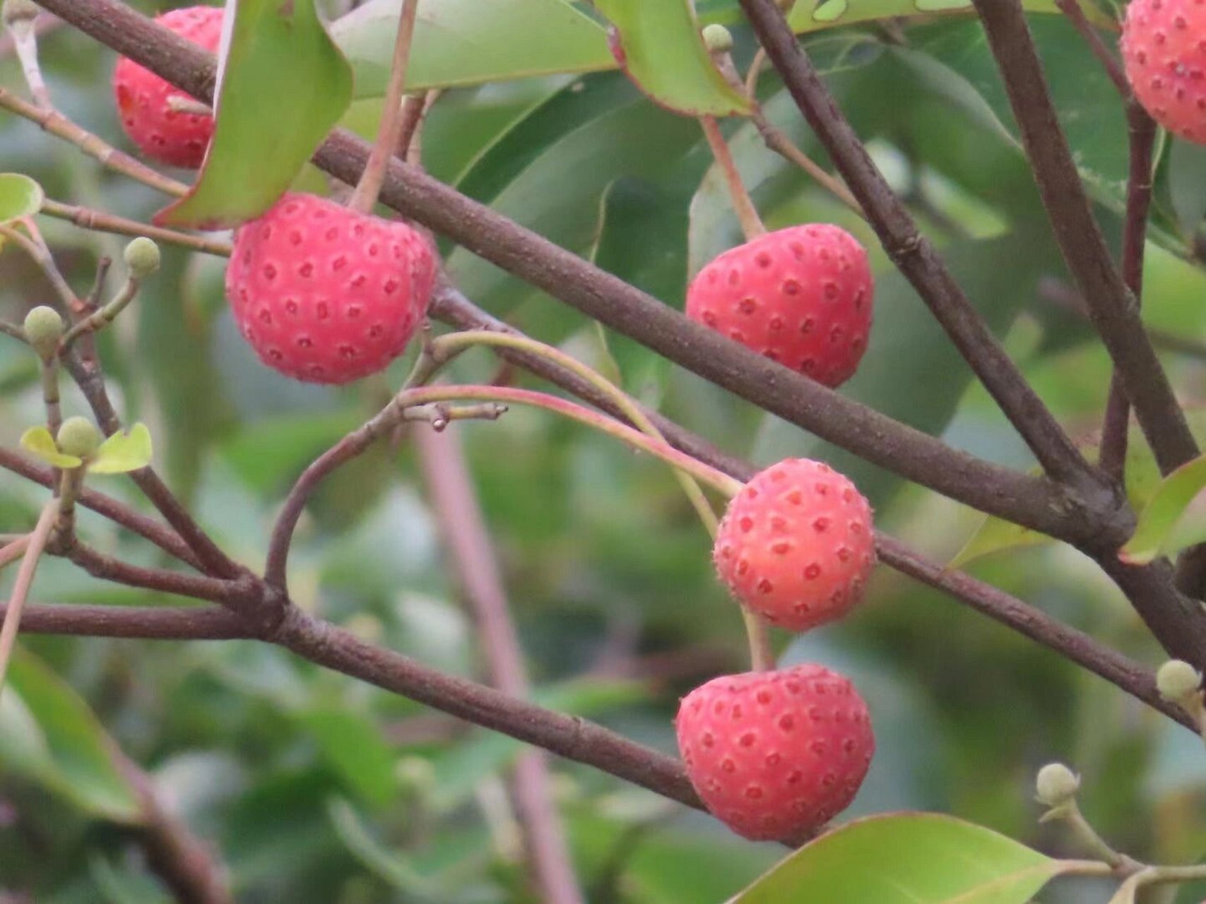 四照花果子图片