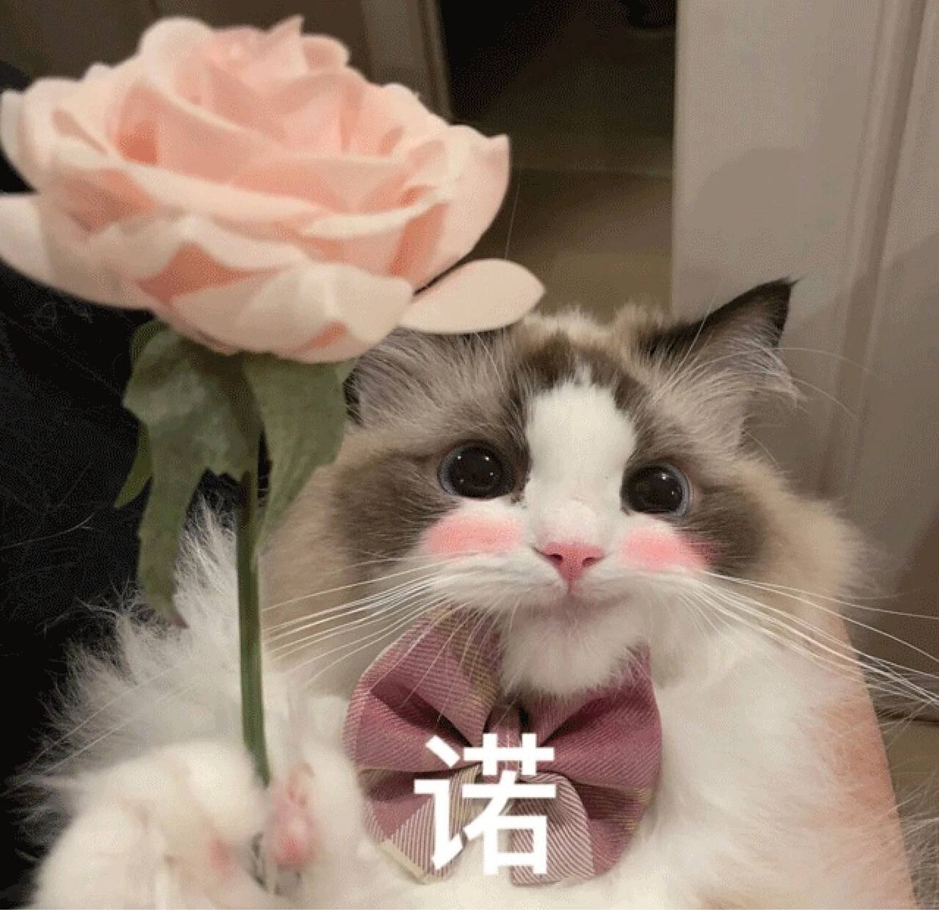 继续更新猫咪表情包 找工作找的真的快抑郁了 打算先搞一段时间论文