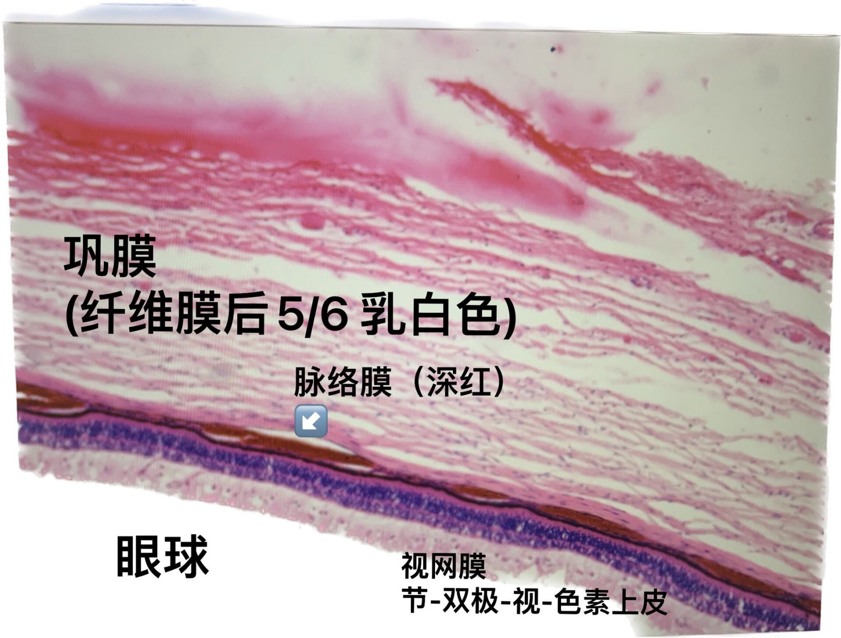 ▫️医学生必看|组织胚胎学切片① 脂肪组织(食管