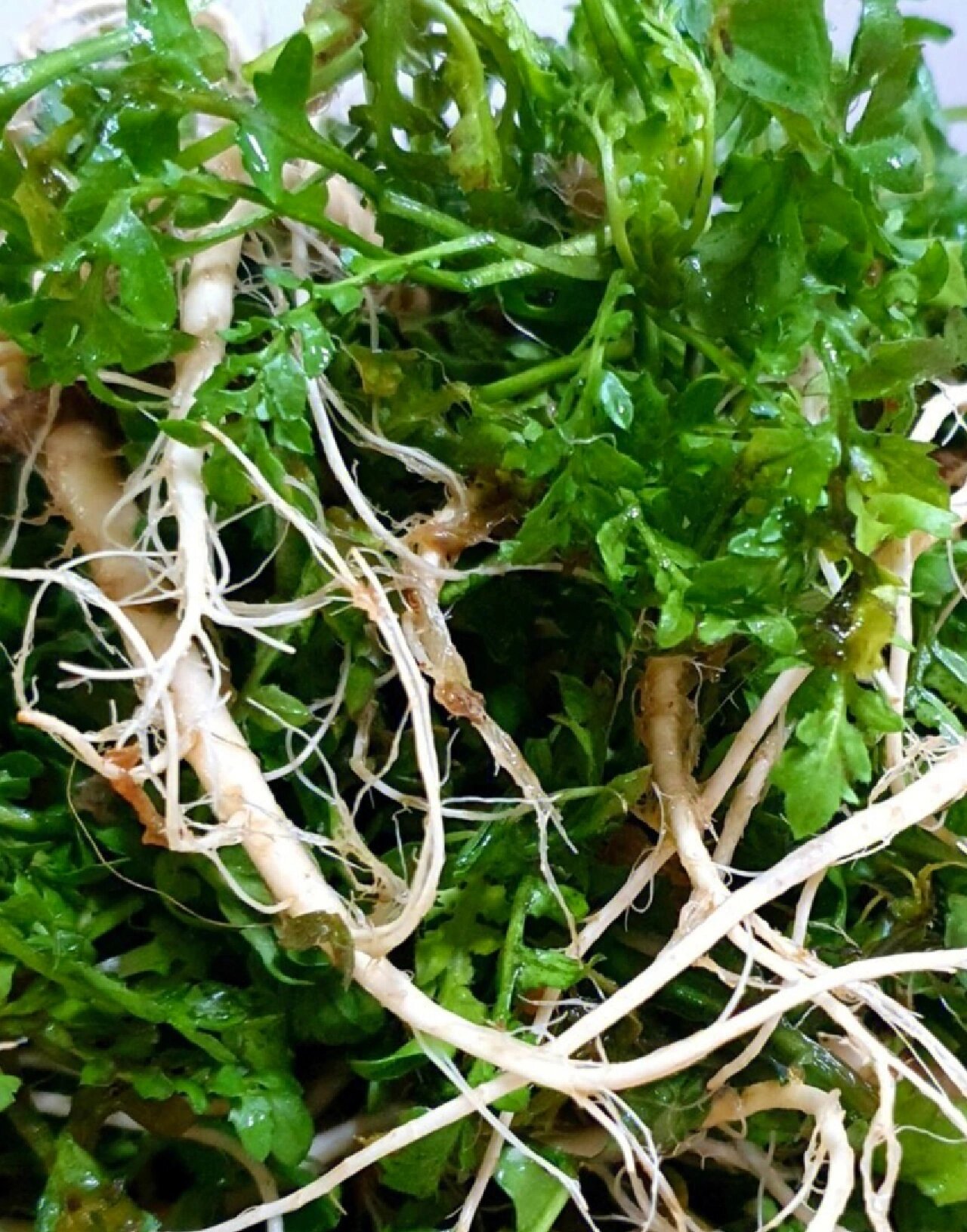 荠菜 荠菜,俗称地米菜,是十字花科一年或两年生草本植物,未开花前很