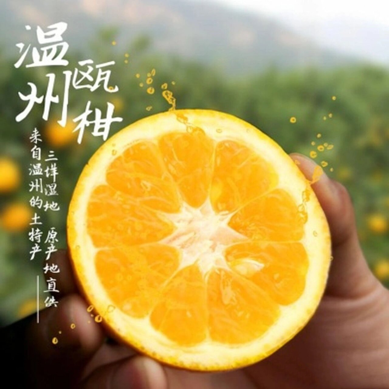 温州之物华 地宝之瓯柑