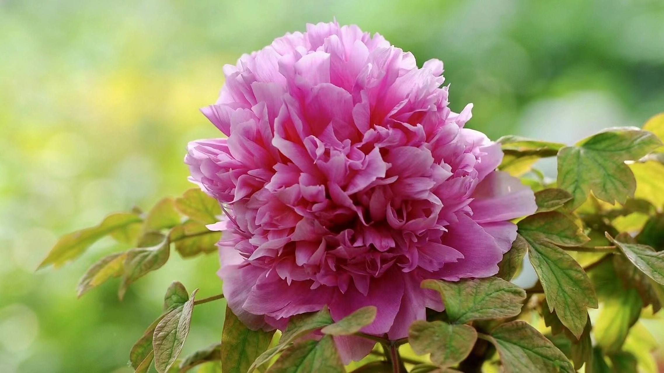 中国牡丹四大名品 姚黄,魏紫,豆绿,赵粉.