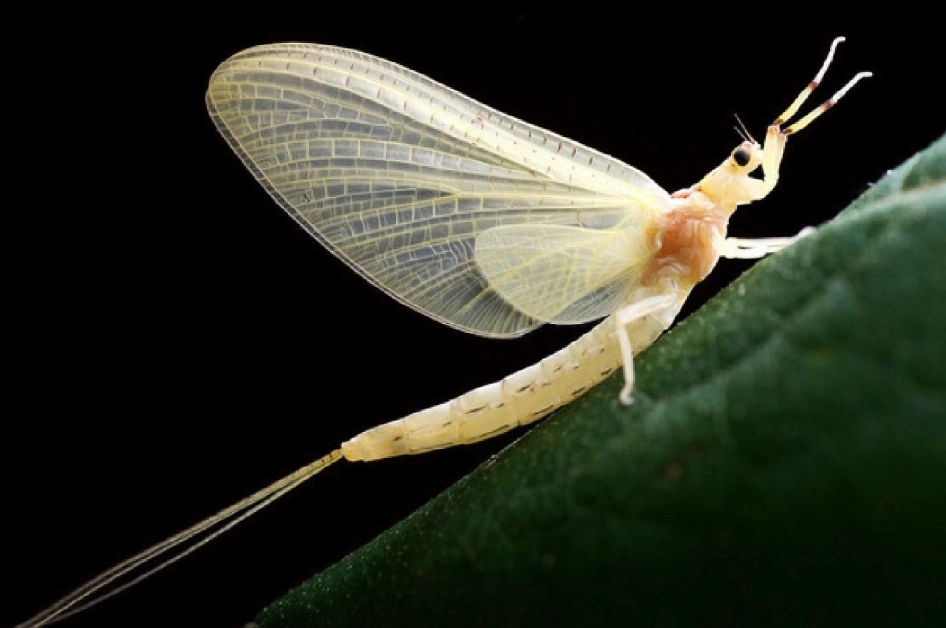 蜉蝣的介绍 蜉蝣目(英文:mayfly,学名:ephemeroptera)通称蜉蝣,具有