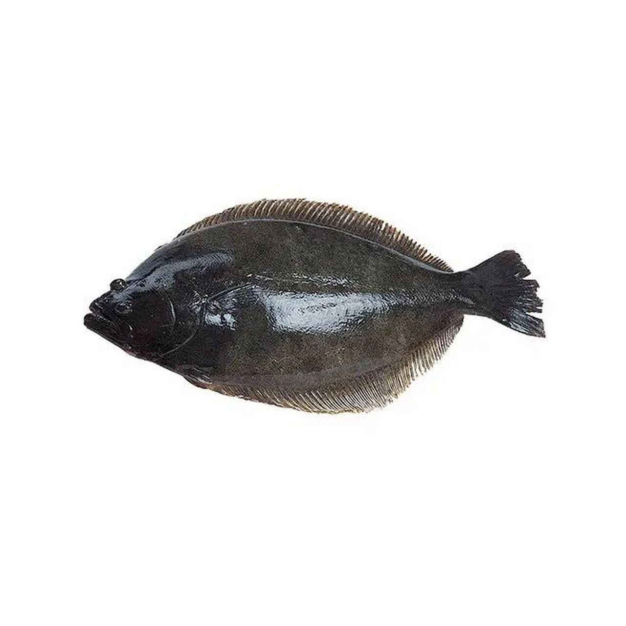 位,下颌有突出;前鳃盖骨边缘游离;有眼的一侧皮肤呈暗灰色或有斑块纹