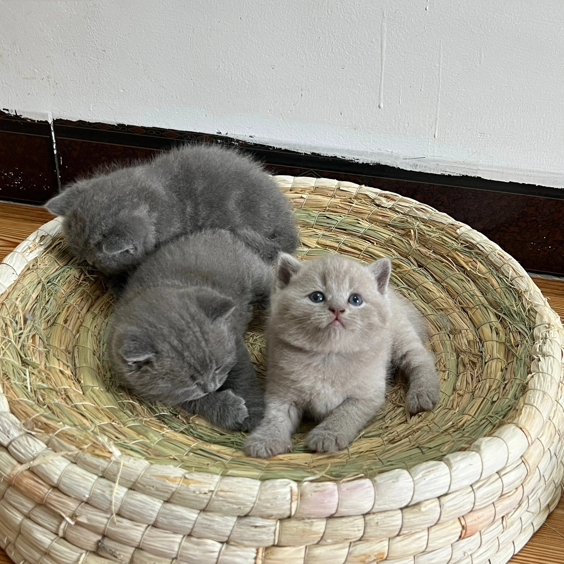 海口小猫咪 英短蓝猫 丁香色香槟色幼猫 2.14日情人节出生的小猫咪.