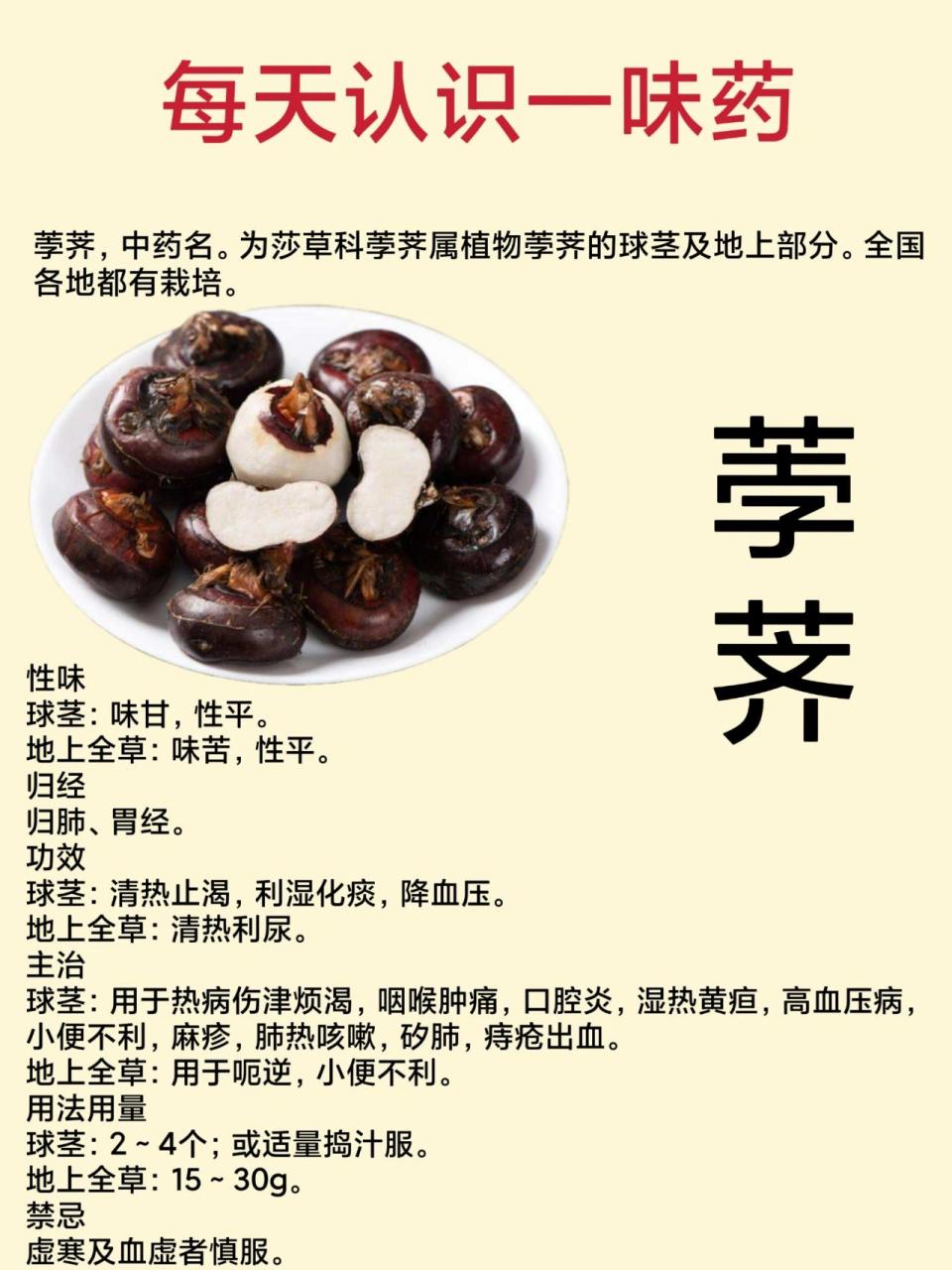 每天认识一味中药材-荸荠 每天认识一味中药材-荸荠