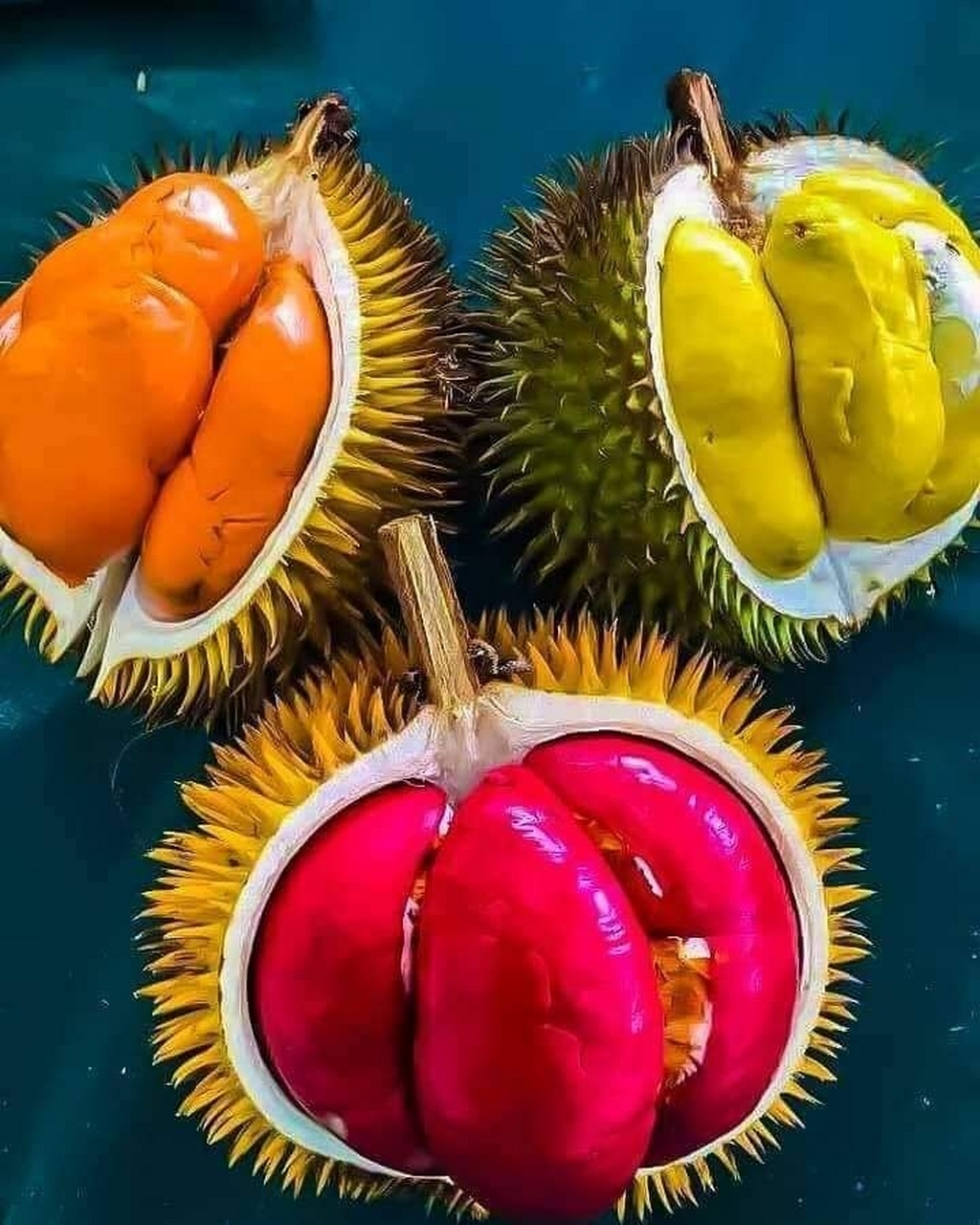 只能在马来西亚的沙巴州(sabah)找得到,果肉红如鲜血,还带有焦糖味