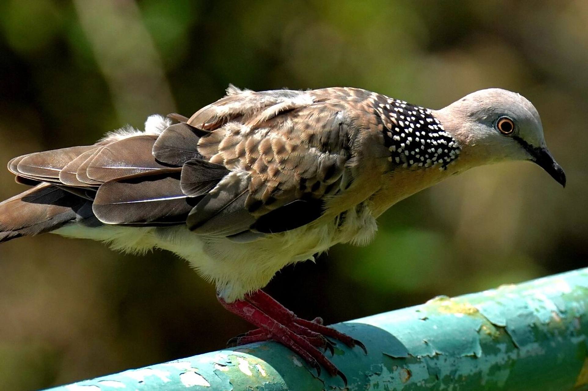 它们一般身体瘦长,是小型或中型的鸟.