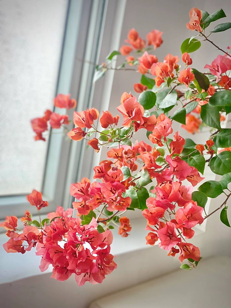 三角梅暗斑夕阳红,勤花不爱长个子