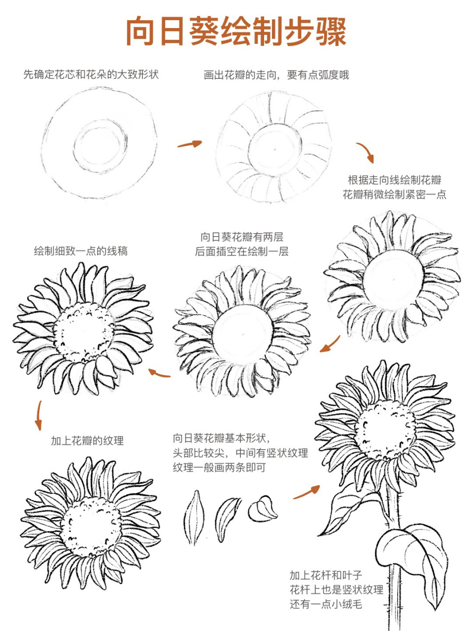 速写花朵简单图片