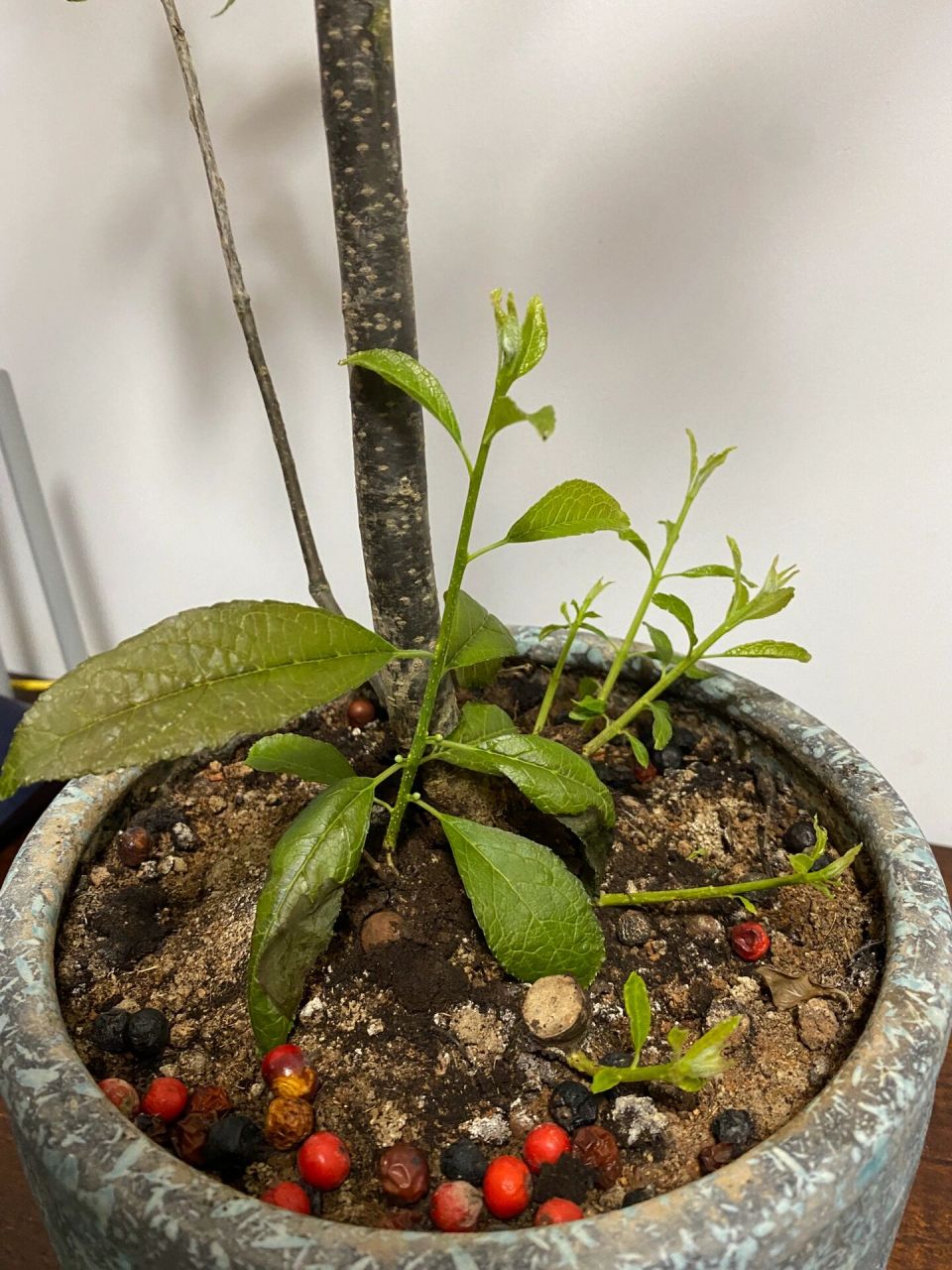 冬青的叶子为啥黑了 想请问大家,这个新发芽的叶子也就10来天吧,为啥