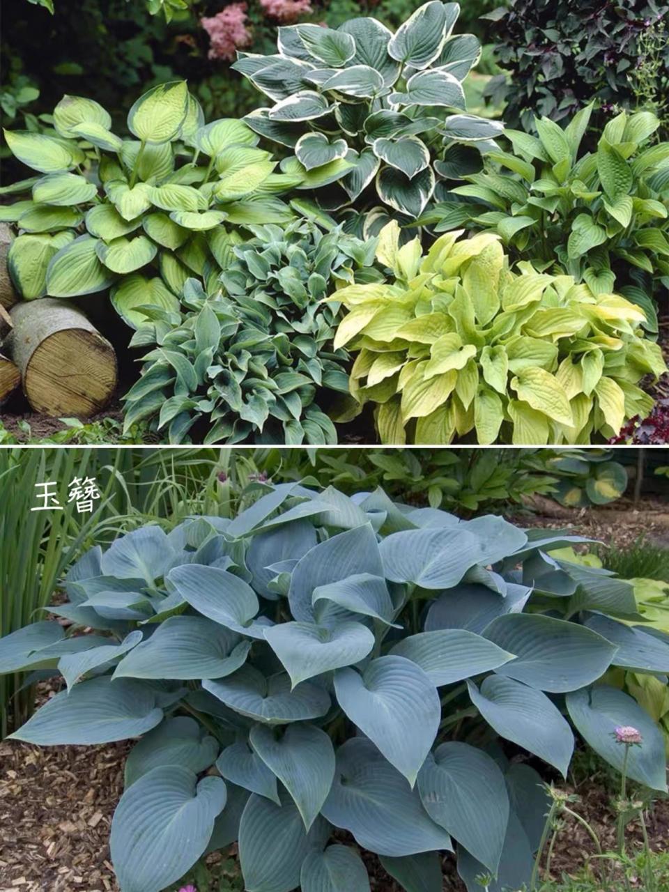 植物分享|3款极耐阴耐寒林荫观叶地被植物 北方大树下的斑秃,冬季的