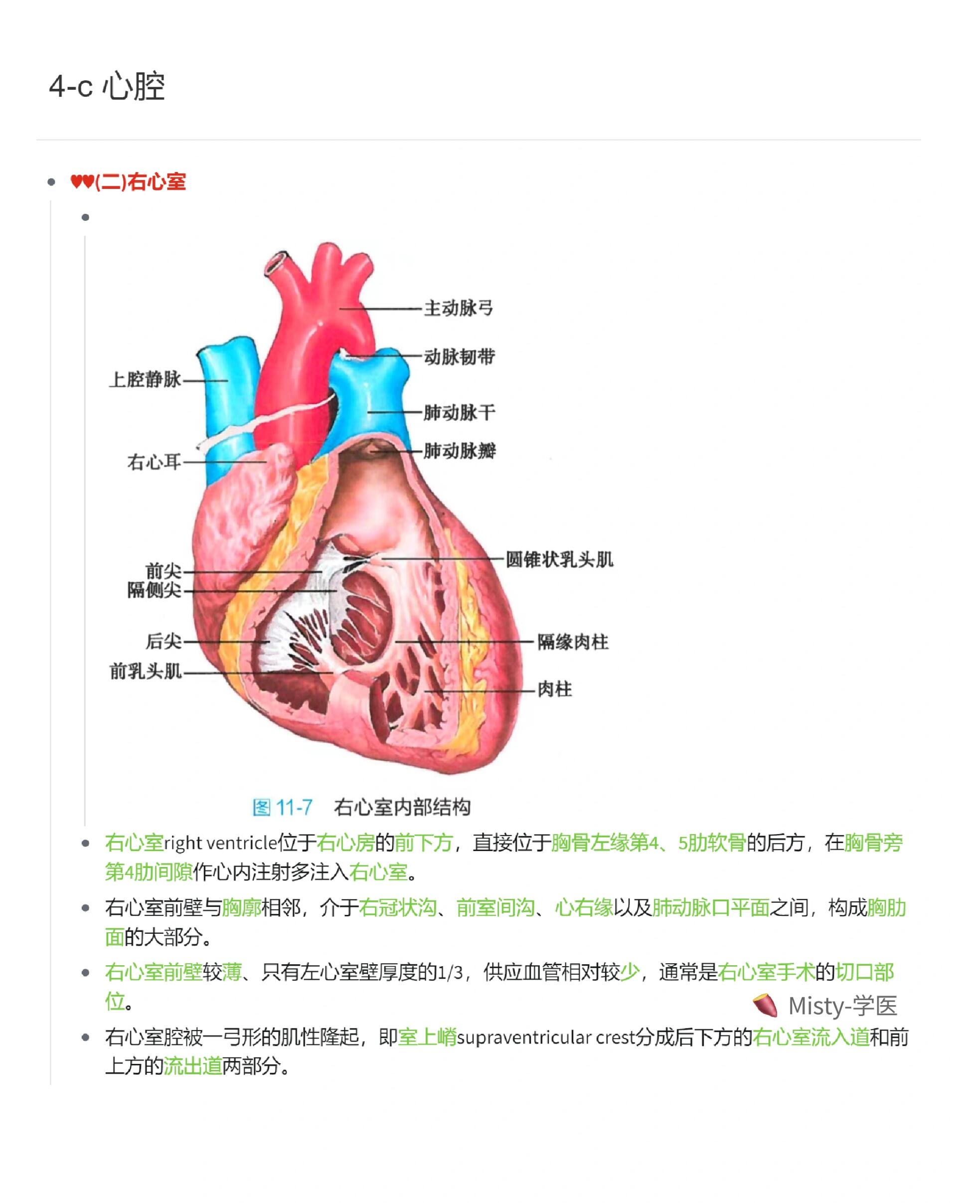 心脏主动脉弓图片