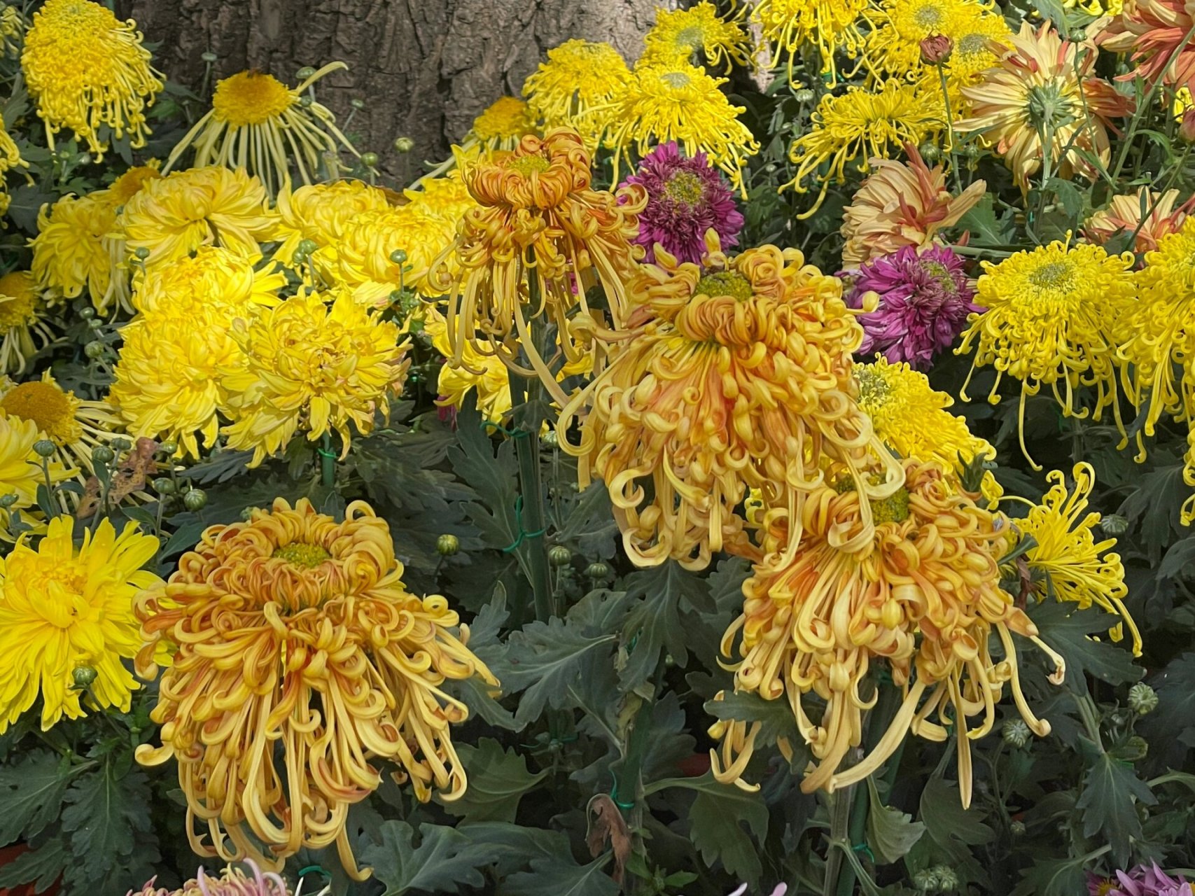 北京周末去哪|国家植物园的菊花我替你看过      超简单的国家植物园