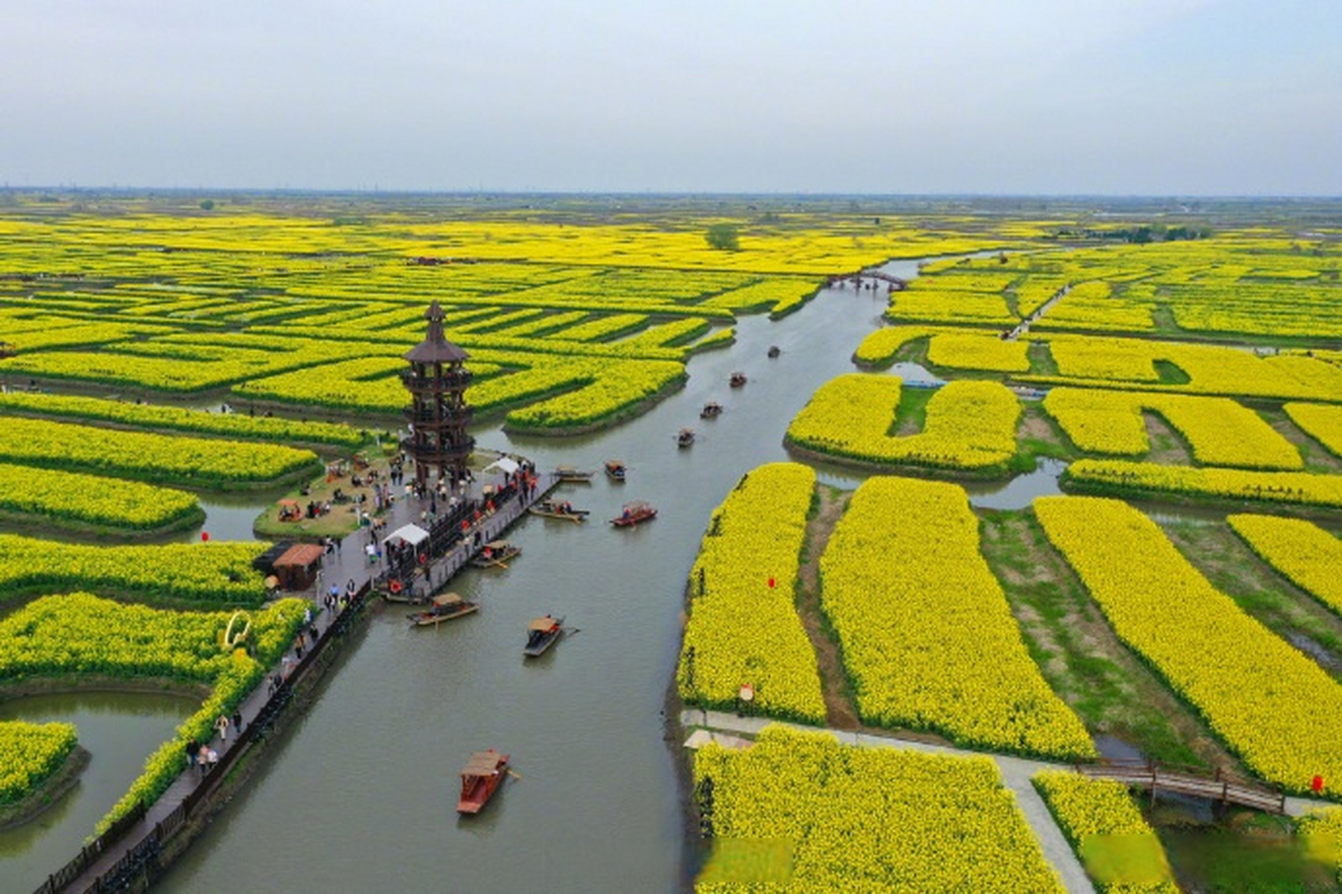 春和景明,江苏兴化千垛景区油菜花进入盛花期,形成"河有万湾多碧水,田