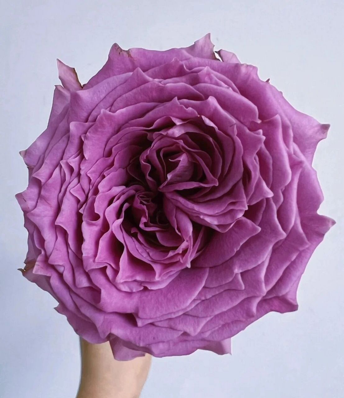 识花系列‖9款紫色系单头玫瑰(之二)    紫皇后 花型端庄繁复,花杆短