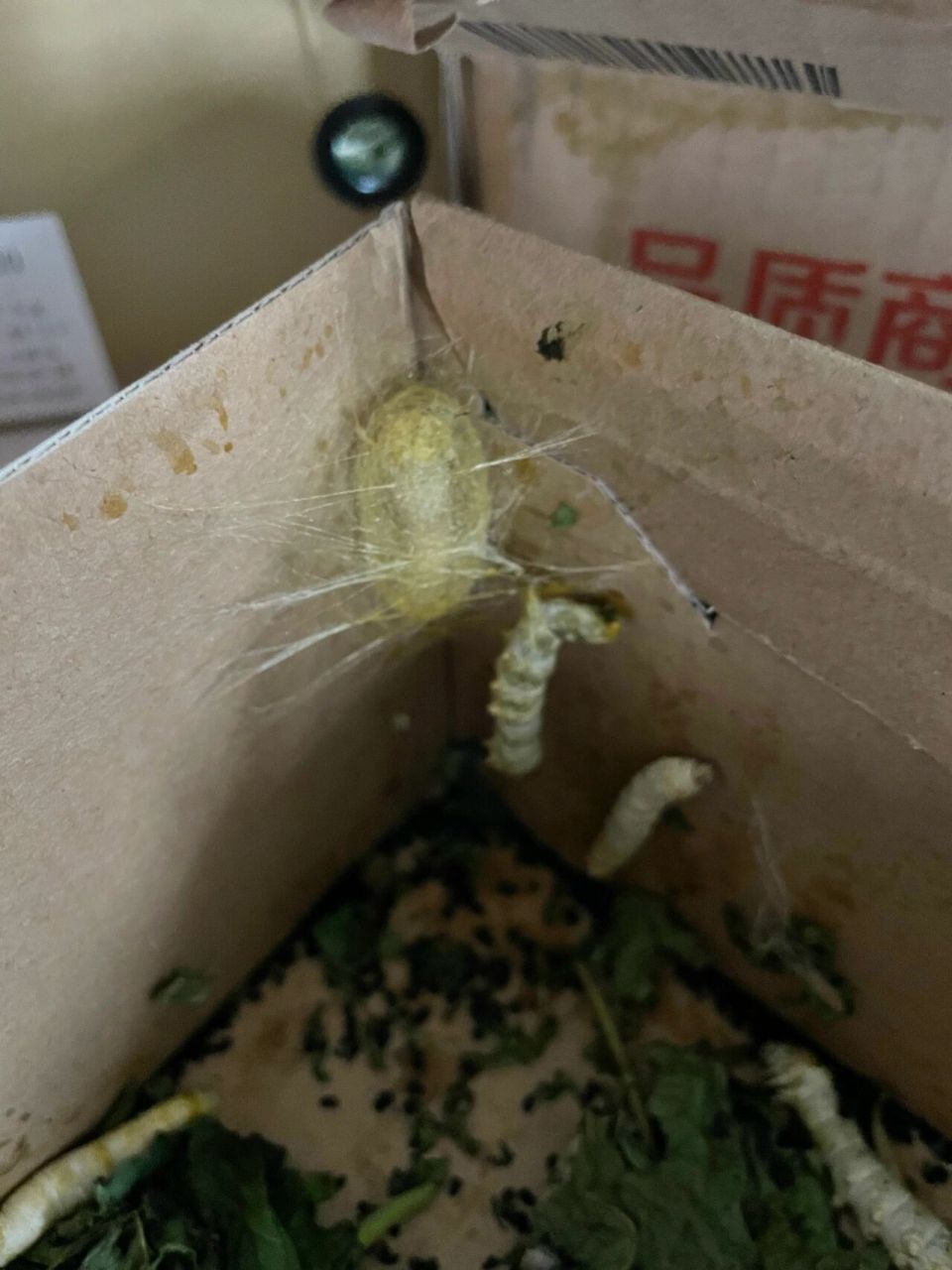 除了一个结茧的,其他的大蚕都慢慢病了 蚕身体变黄,流黄水,慢慢都死掉