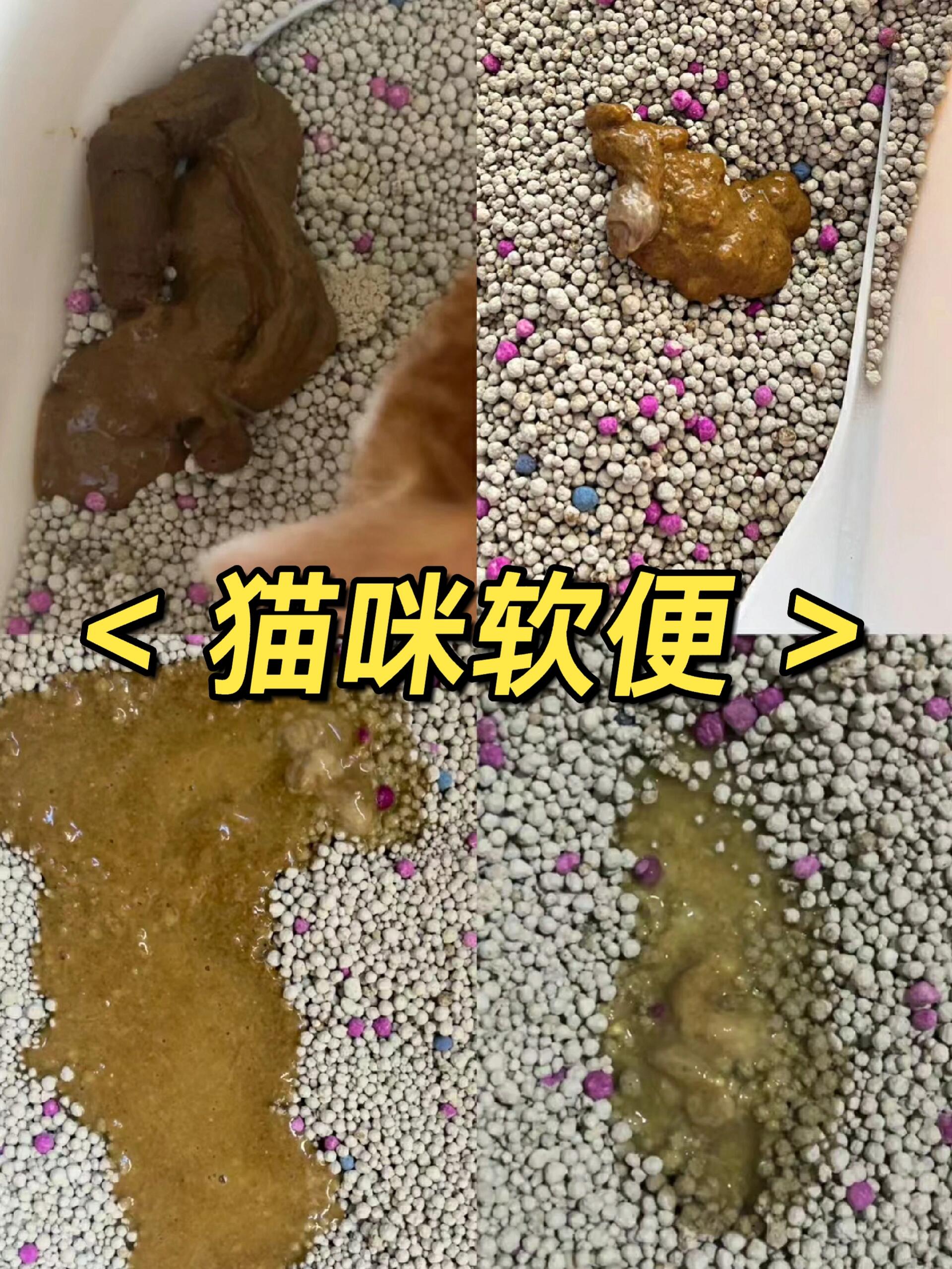 猫咪软便拉稀,但是精神状态好?