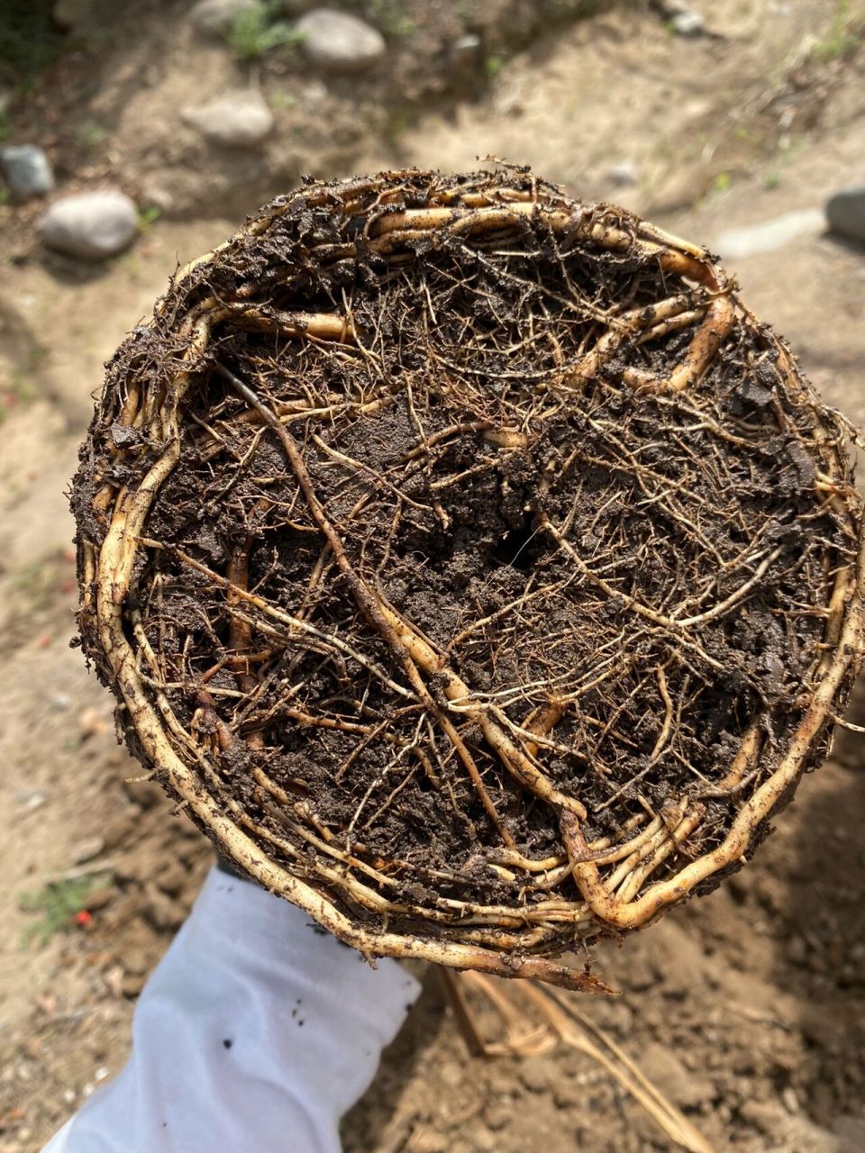 大家吃过椰枣吧?种子吐出来可以种的呦! 昨天公公和婆婆来我家做客.