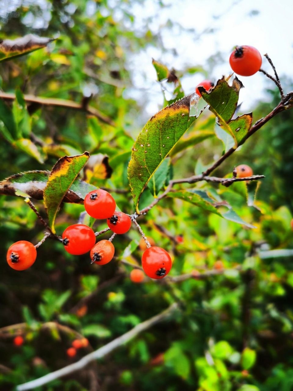 图一,山红子,学名:小叶石楠 图二,金樱子 图三,乌饭 图四,山乌珠,学