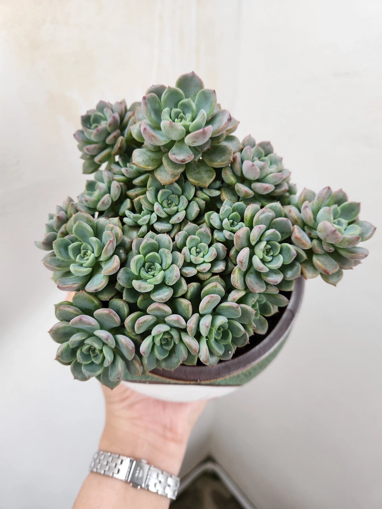 粉布偶多肉植物 9月11日种下,两个星期左右就服盆了.