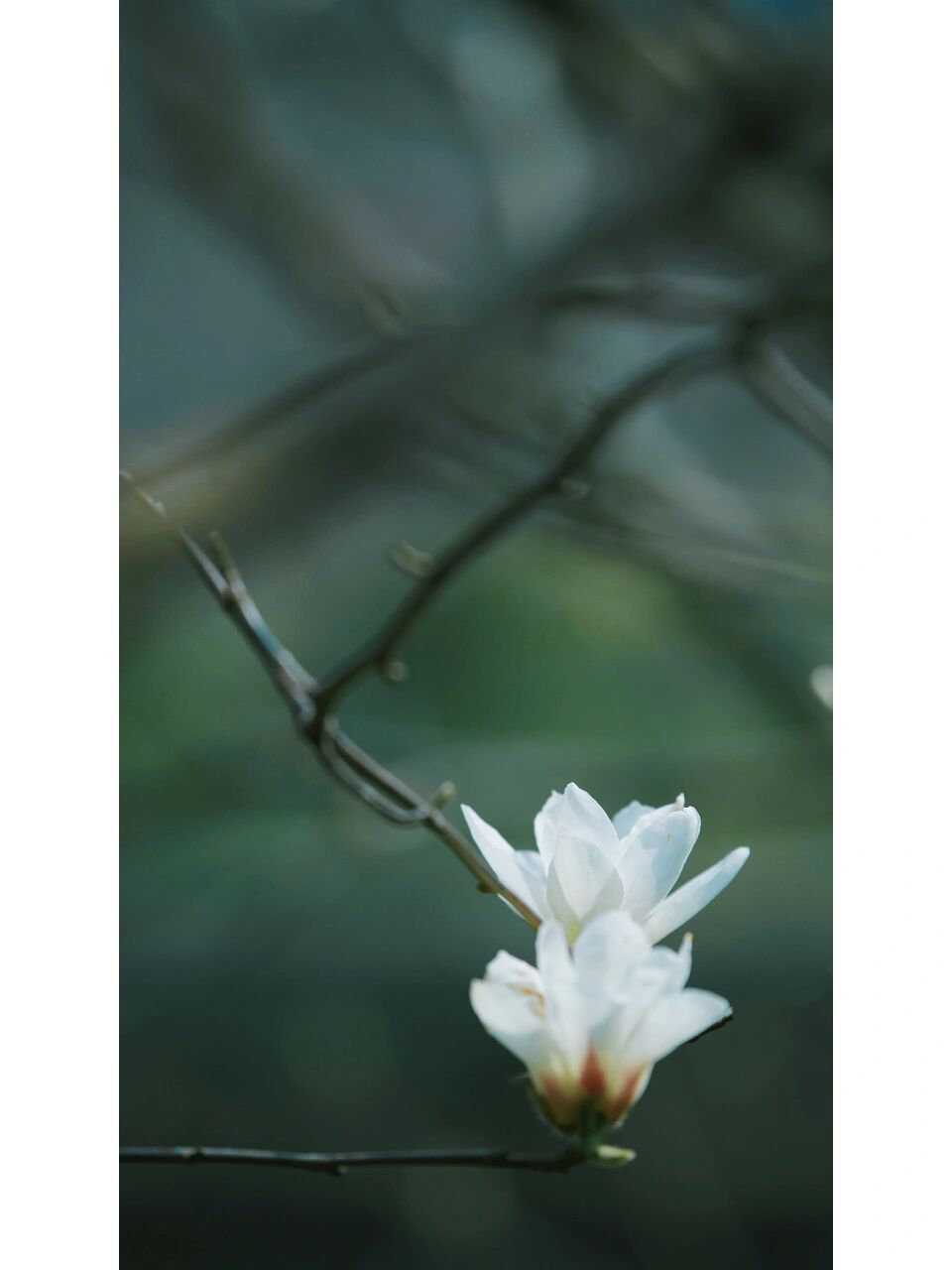 植物写真 ▏阳光下的大玉兰 大玉兰我一直都不是太会拍,韵味不足,最近