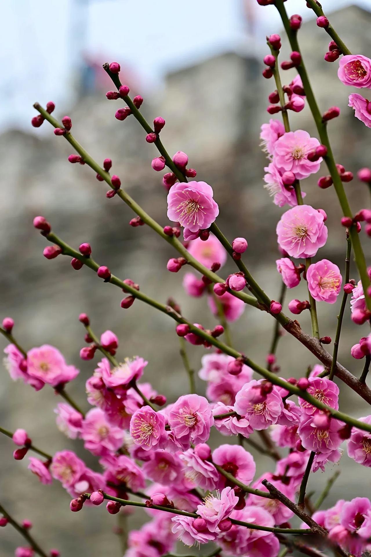 各种颜色的花图片粉色梅花林图片梅花的品种及图片大全玉蝶梅北京梅花