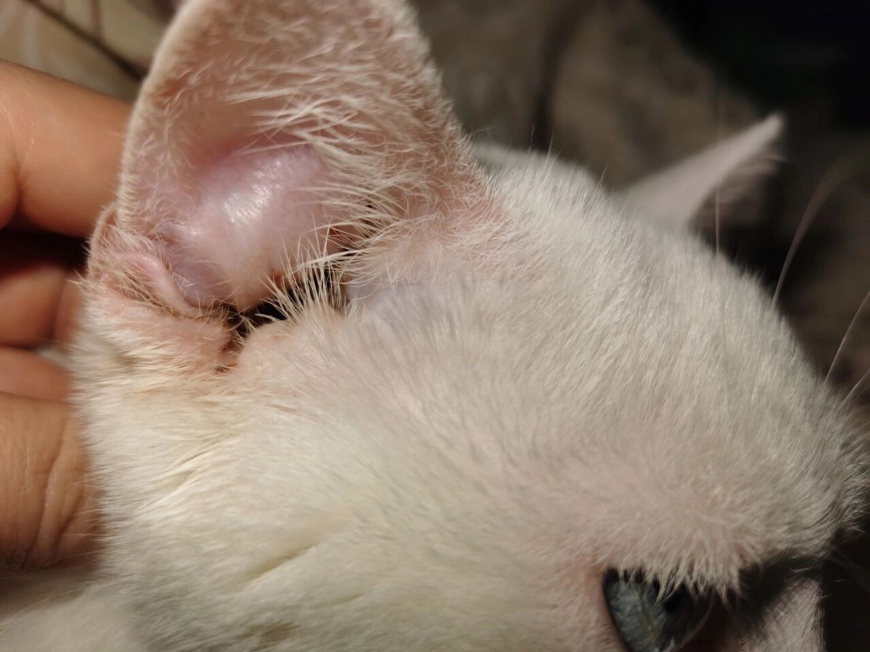 猫咪耳血肿,不做手术,慢慢好了 2021年12月25号,发现猫咪的耳朵肿了