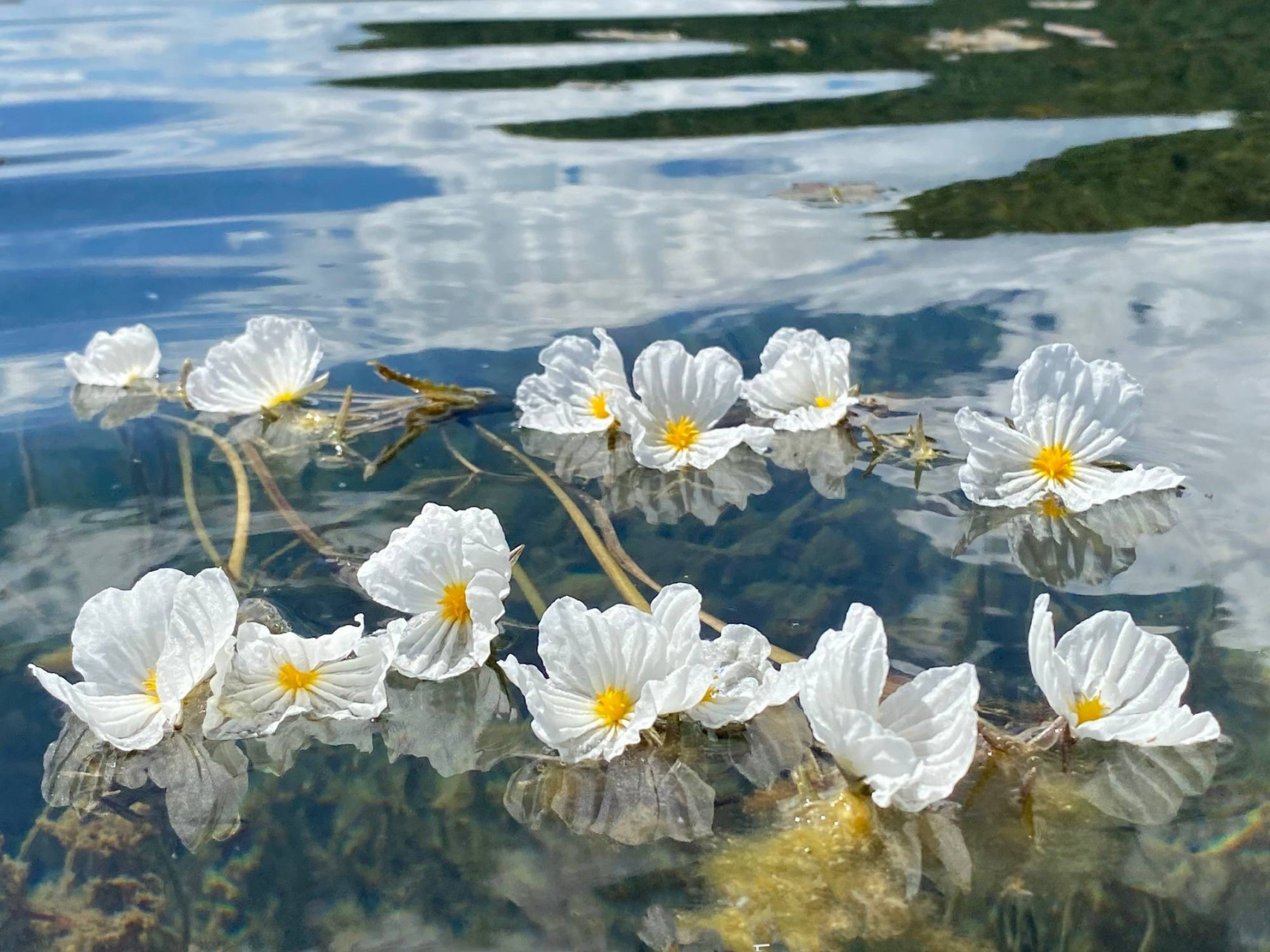 波叶海菜花(被戏作水性扬花) 波叶海菜花是水鳖科,海菜花属沉水草本