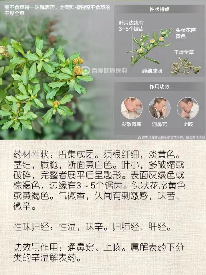 鹅不吃草功效图片