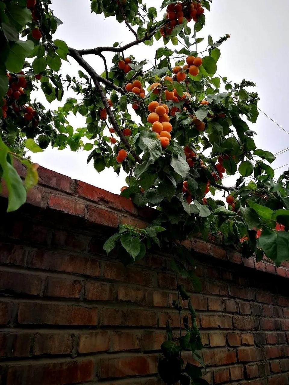 春色满园关不住,一枝红杏出墙来