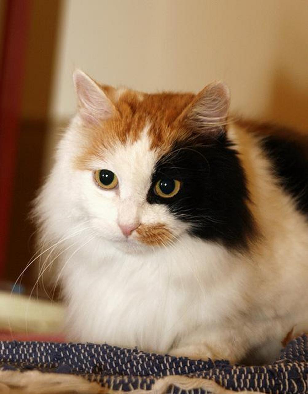 三种颜色的猫都是母猫.#科普#  这是有依据的,它来自于猫的遗传规律.