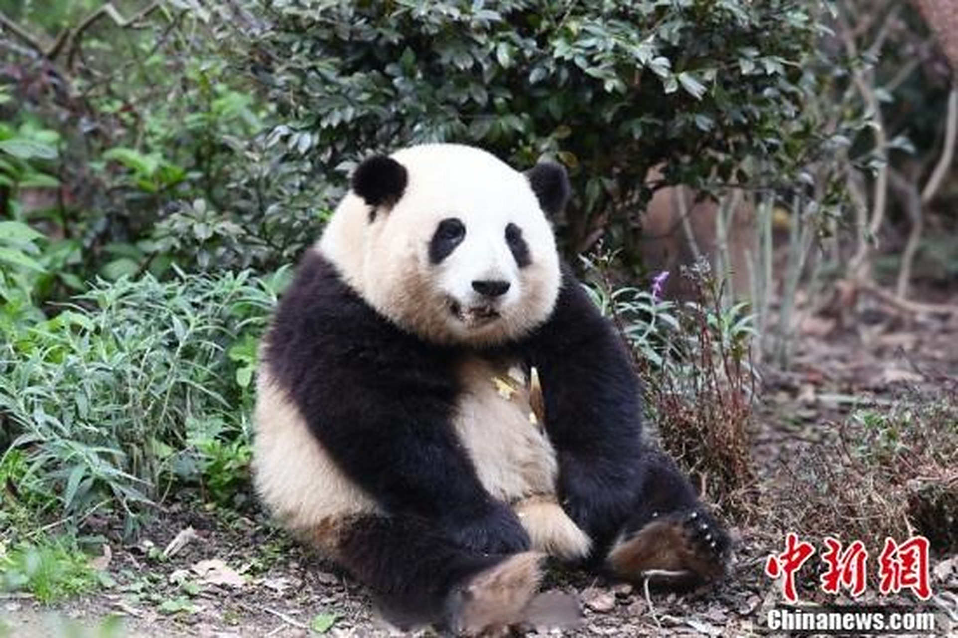 你最喜欢哪只大熊猫?#微观大运会