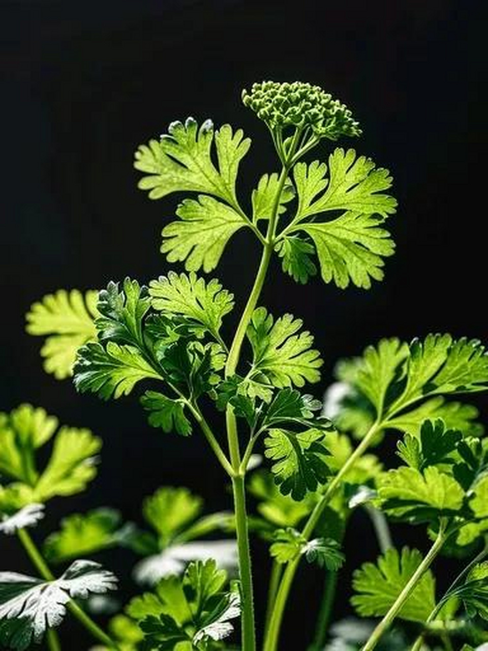 香菜 你们家香菜又叫啥啊香菜在我们这儿叫芫荽.
