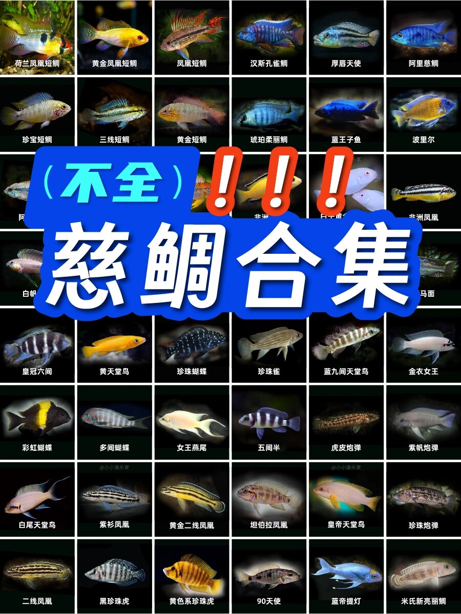 上最全的三湖慈鲷合集