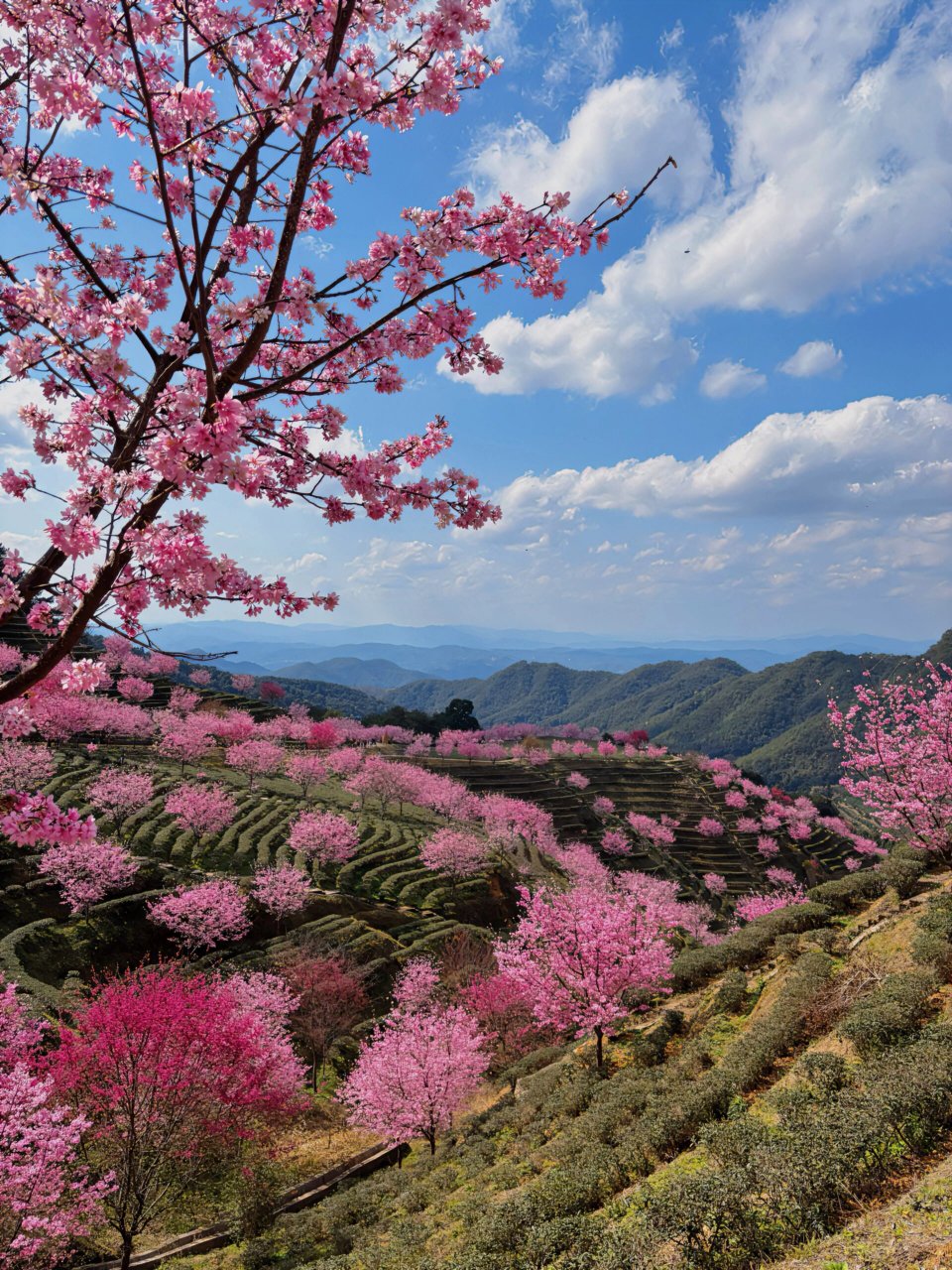 梅州明山嶂樱花路线图片