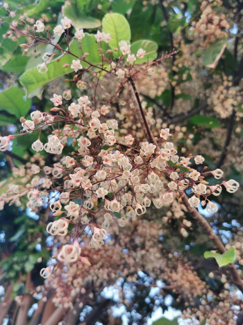 奇花异果:苹婆花与凤眼果 相传是唐三藏从西域印度将苹婆树带到广东的