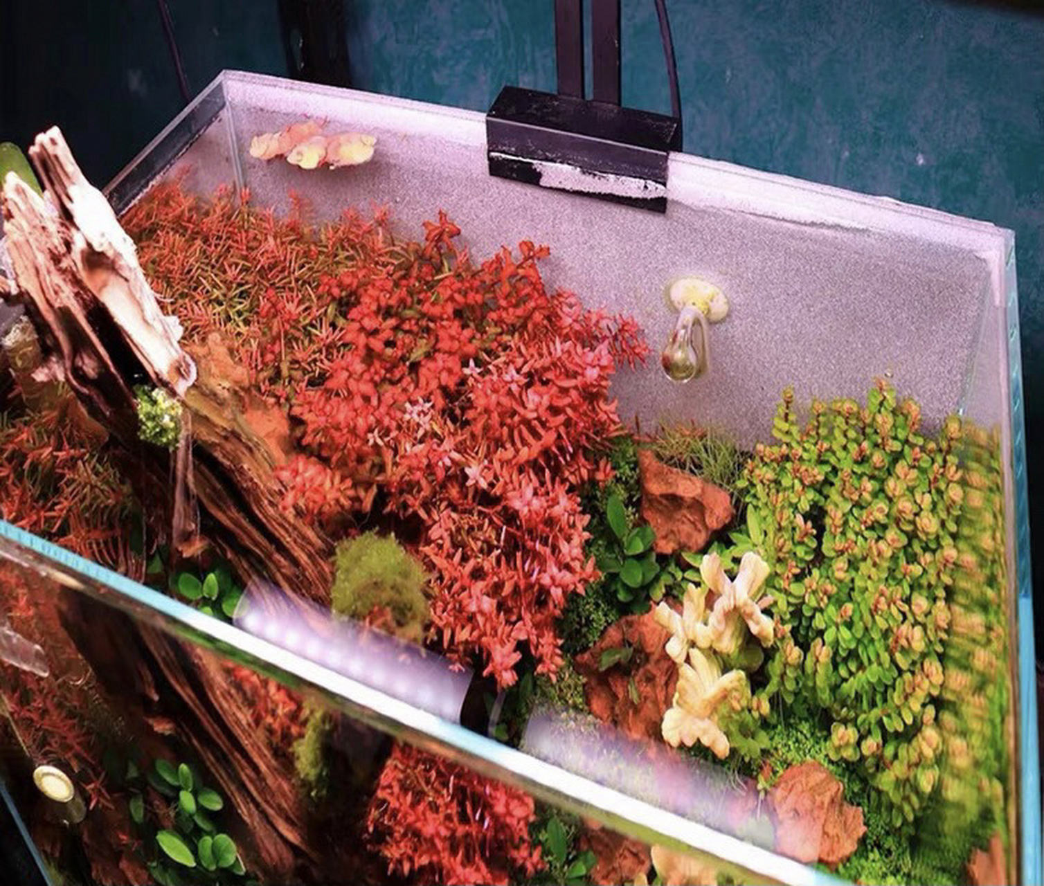 水草造景——紫红丁香94 7815紫红丁香- -水草百科(快乐水草)