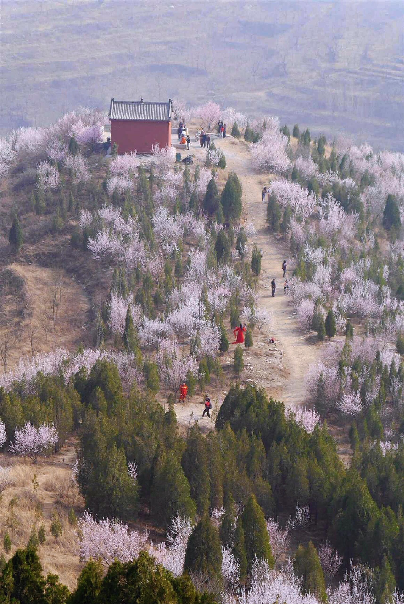 北碚西山坪桃花山图片