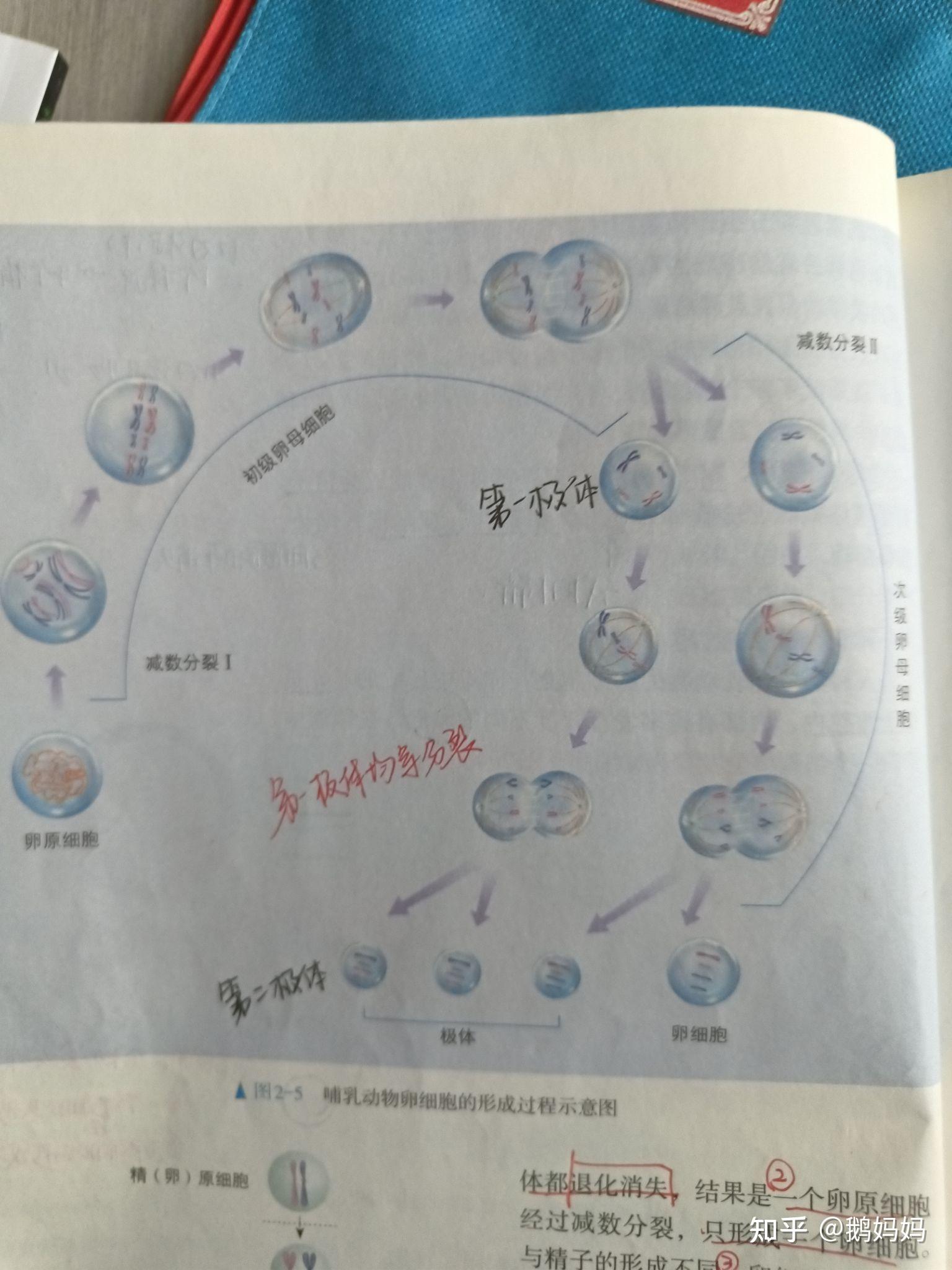 卵细胞减数过程图手绘图片