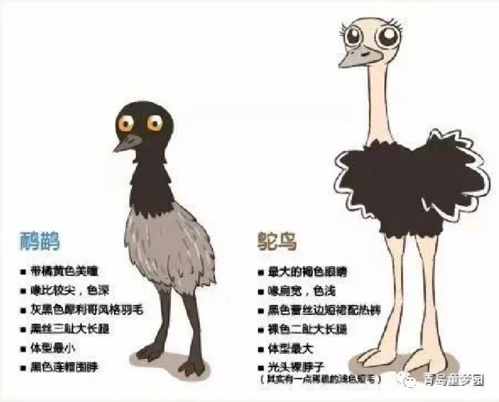 区别一:外形(参考图1) 虽然鸵鸟和鸸鹋