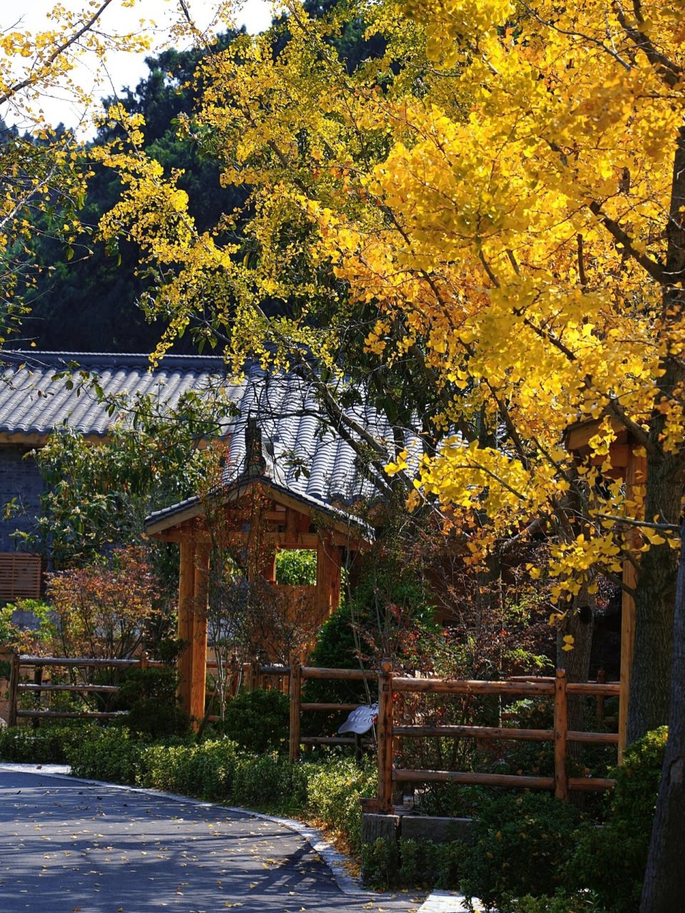 绵阳周边游|七曲大庙山爬山赏秋 一小时车程 已经有落满地的银杏叶了