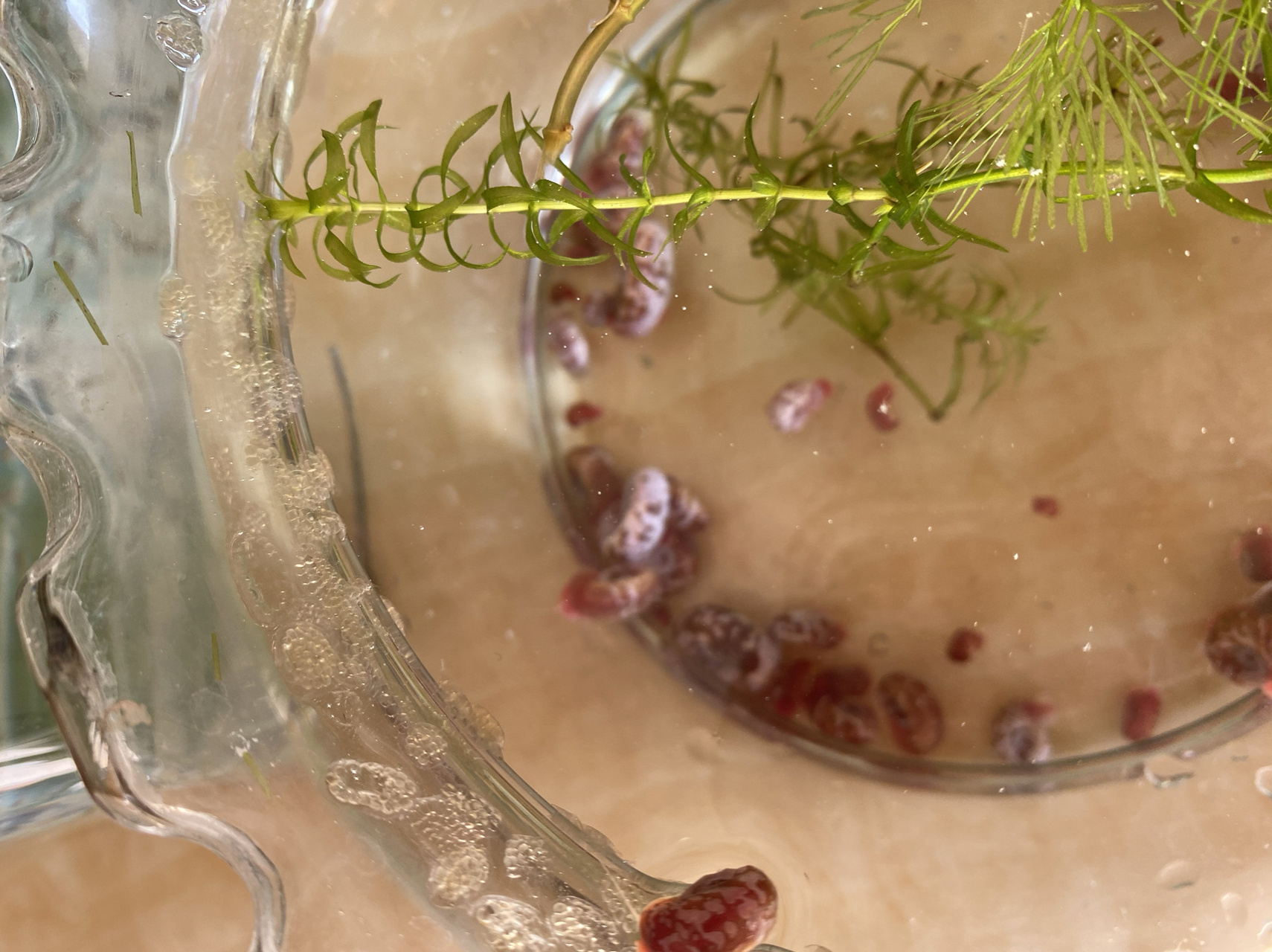 观赏海螺饲养和繁殖 今年五月份买的海螺,有黄金螺,蓝神秘螺,苹果螺