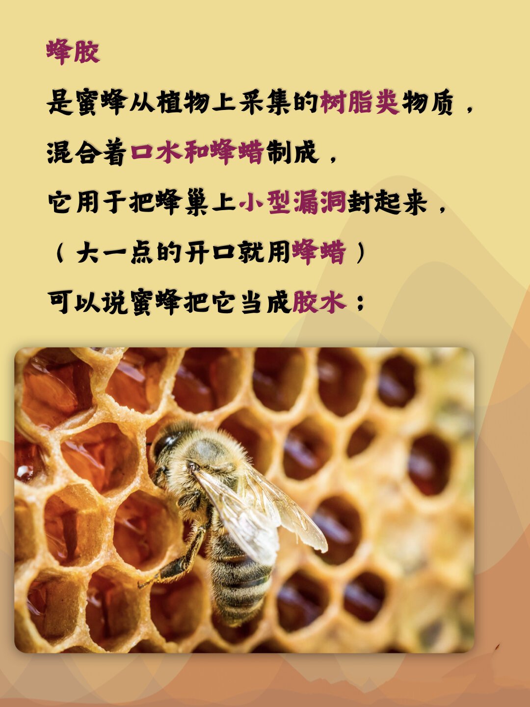 三代蜂胶的作用与功效和蜂王浆是一样吗(第三代蜂胶的价格)