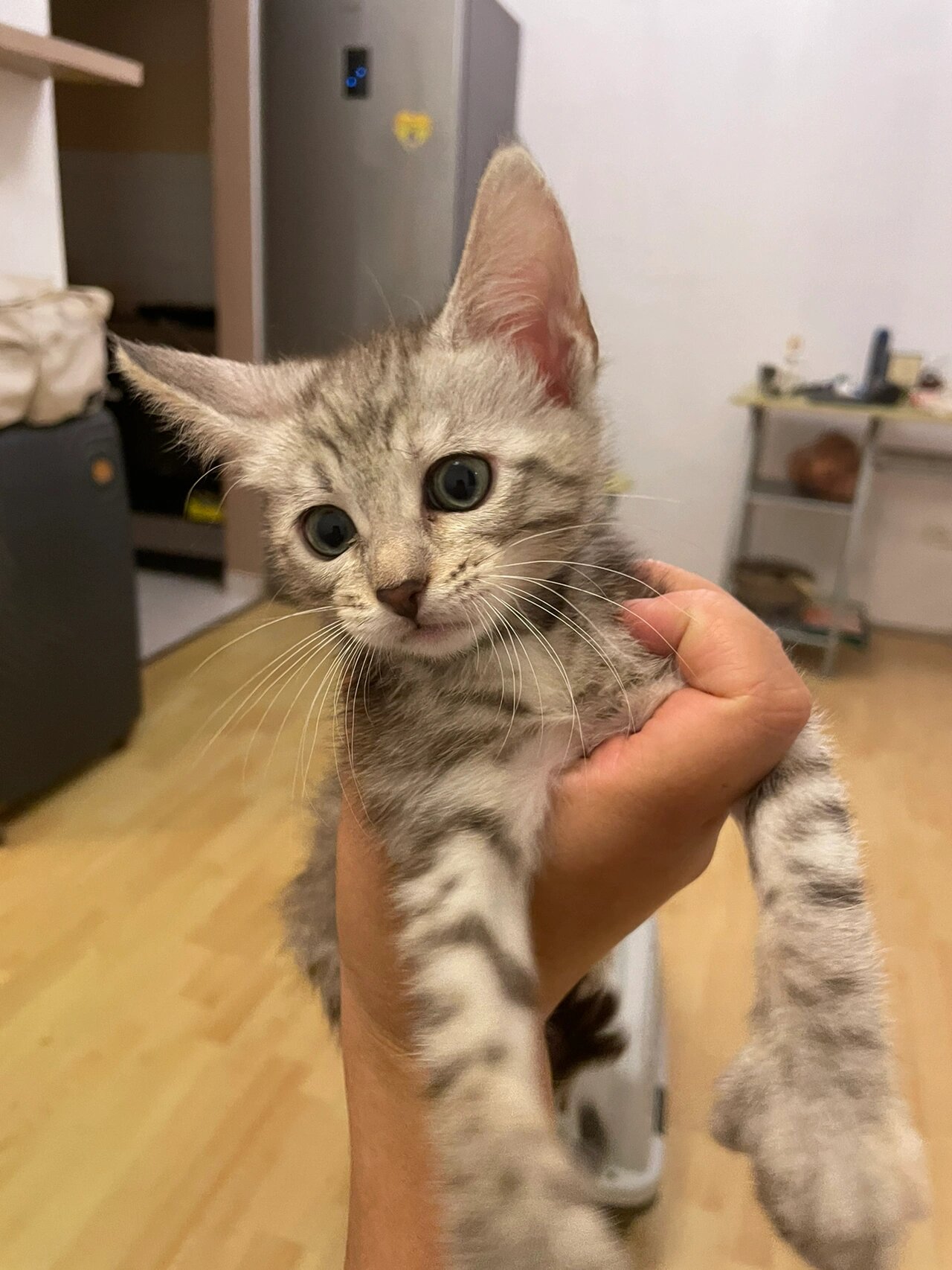 孟加拉豹猫和缅因猫的混血宝宝    爸爸是漂亮的奶油色缅因猫,妈妈是